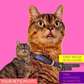 Custom NATURAL Cat Portrait from Your Photo